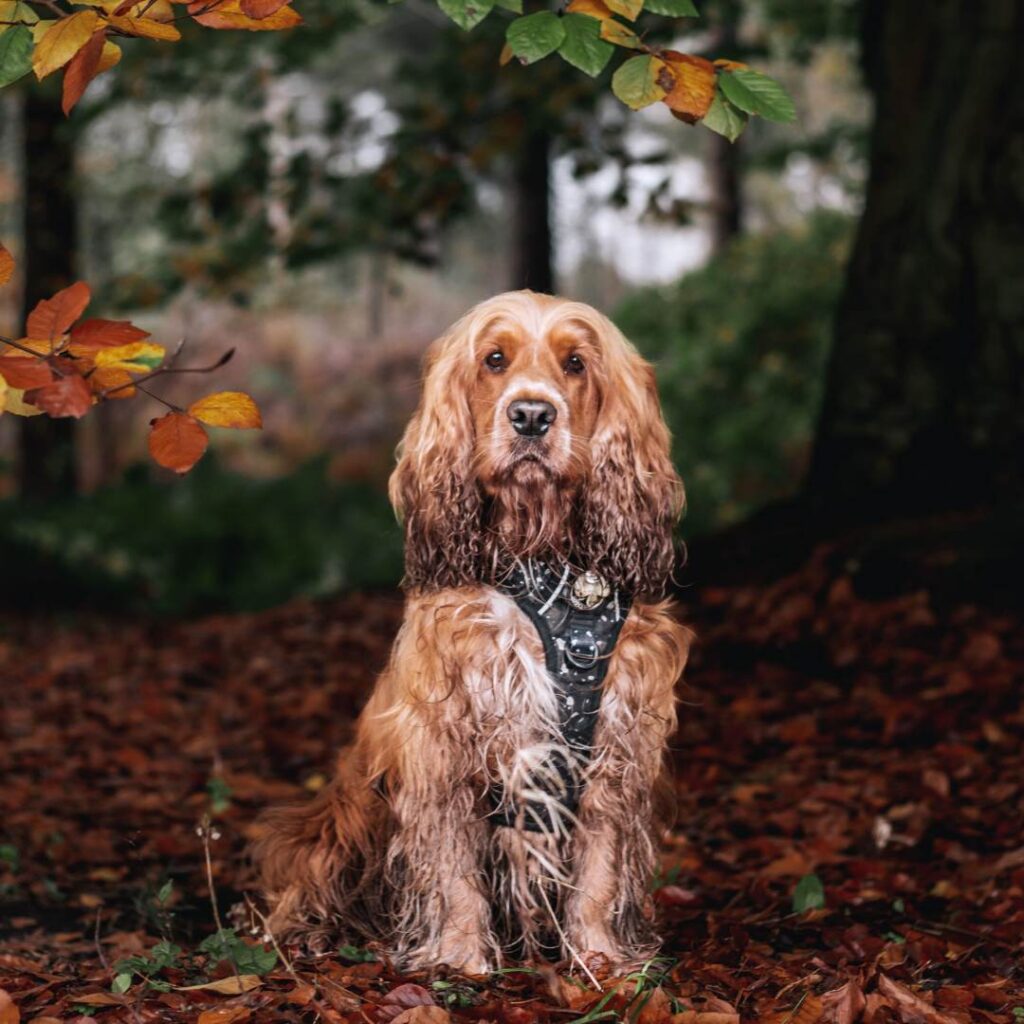 Alfie, golden Cocker Spaniel, showing off autumn colours in Delamere forest with fallen leaves all around
