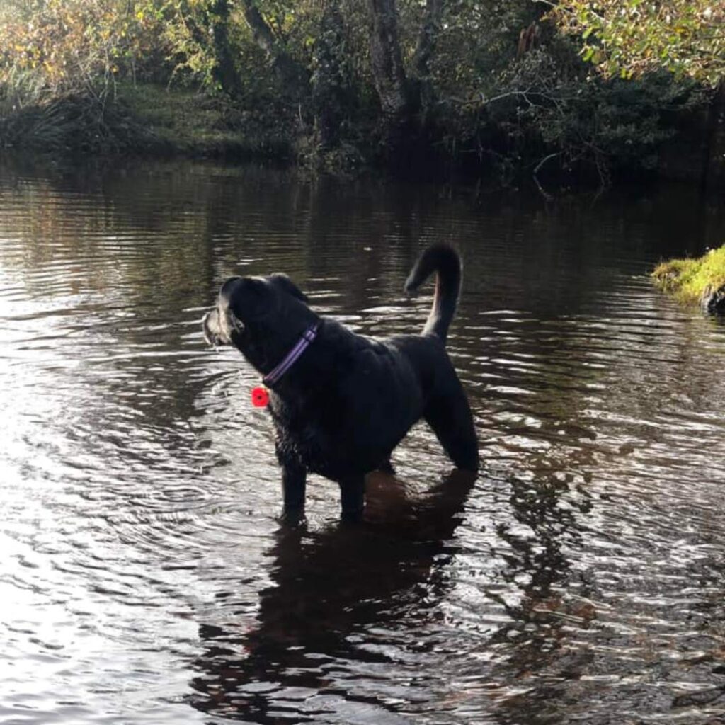 Debbie's dog Hope, large black dog, enoying a paddle in the New Forest looking away from camera