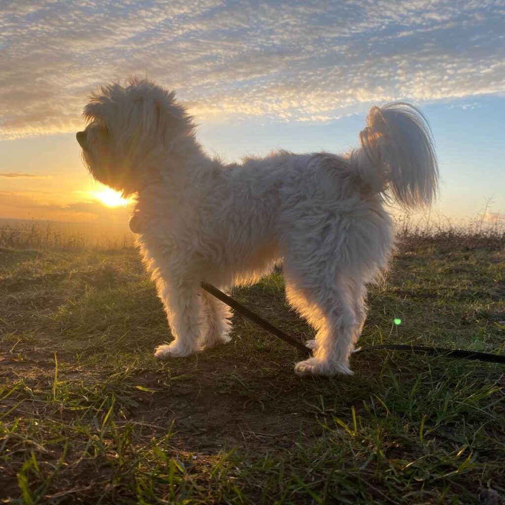 Small white dog, Dolly, on Ivinghoe Beacon hill at sunset side on looking away from camera