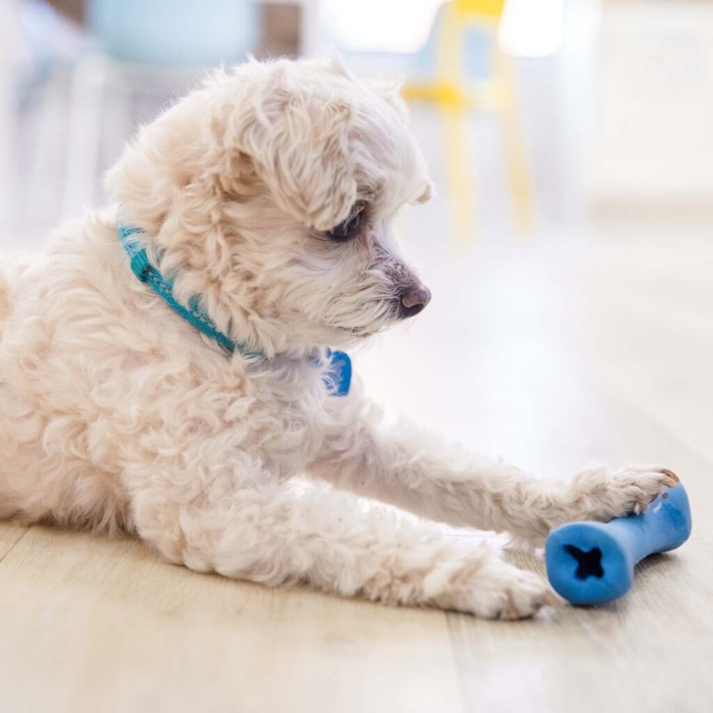 JW RoboBone Electronic Dog Treat Dispenser