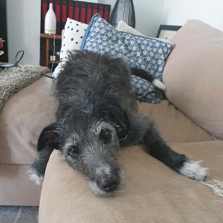 Lurcher Rescue lying on sofa staring into camera with no separation anxiety symptoms, just affection