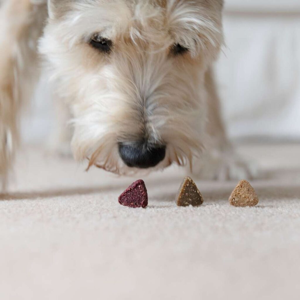Schnauzer Jack Russell cross staring at Superfood treats on the floor after attention and reward was redirected downwards to stop jumping up