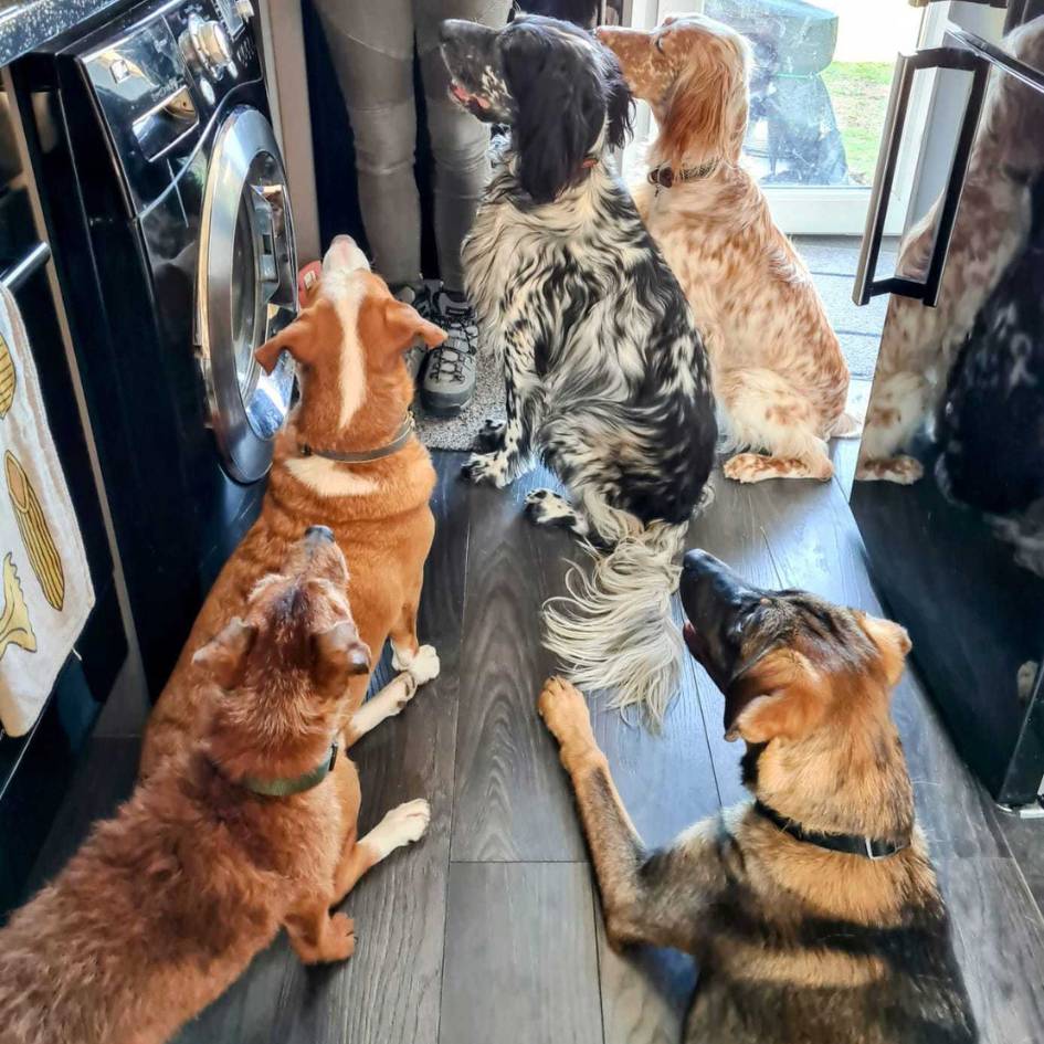 Group of dogs gathered around their human looking up expectantly