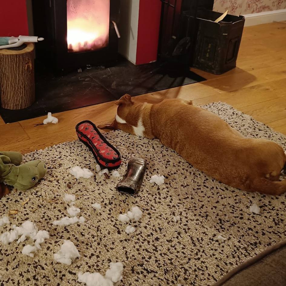 Cross breed rescue asleep on a rug, next to whole and shredded toys