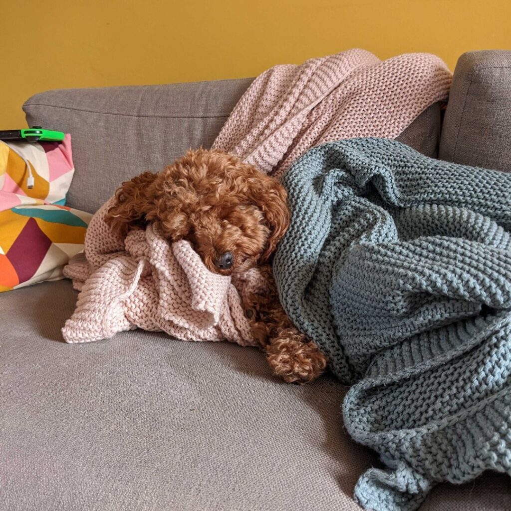 Catching a dog cold might mean your dog wants to rest more. This dog here is a poodle mix and they're curled up in blankets.