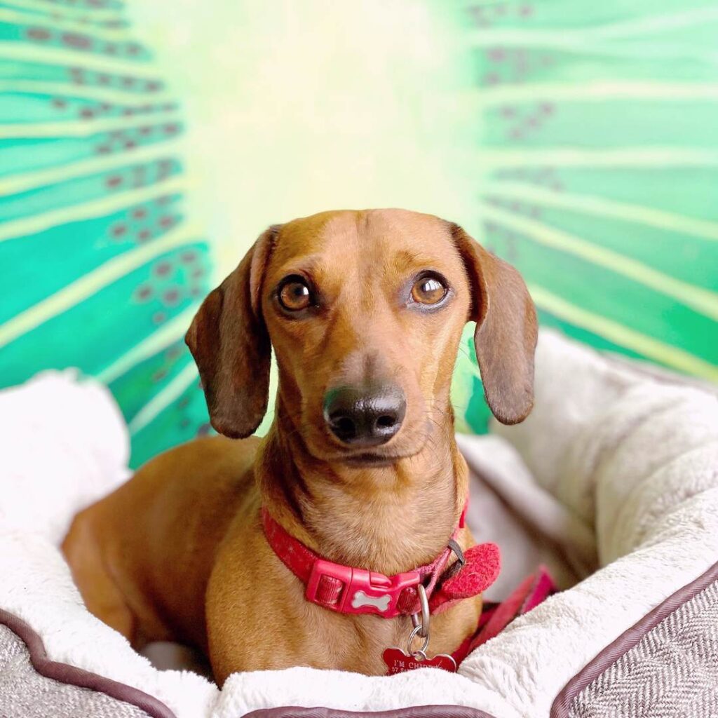 Liver Dachshund lying in a bed, with colourful fruit decoration on the wall behind, looking directly into camera
