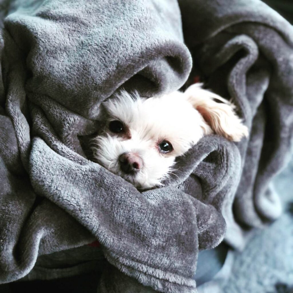 White Maltese Toy Poodle cross breed snuggled in a grey blanket, with just his face showing