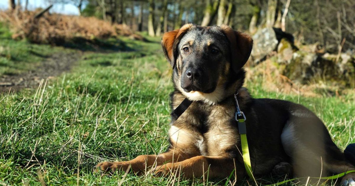 Rescue mixed breed dog on lead lying down in grass with muddy woodland behind