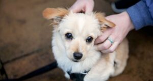 Small mixed rescue dog breed, sandy coloured, getting a scratch behind the ears and looking up at camera with bright eyes