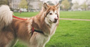 Alaskan Malamute standing in a park on a lead and harness