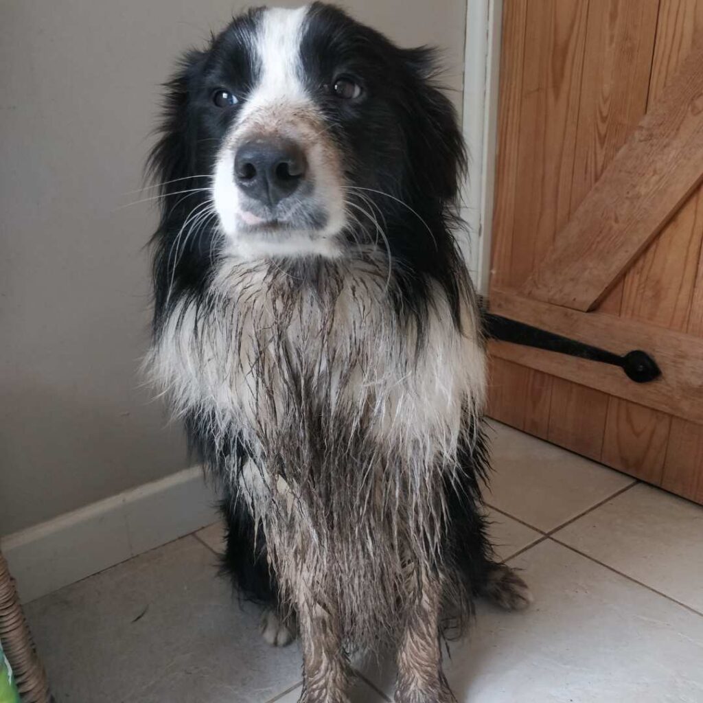 Border Collie after rolling in mud and other questionable substances sitting in a bathroom looking regretful of the impending bath