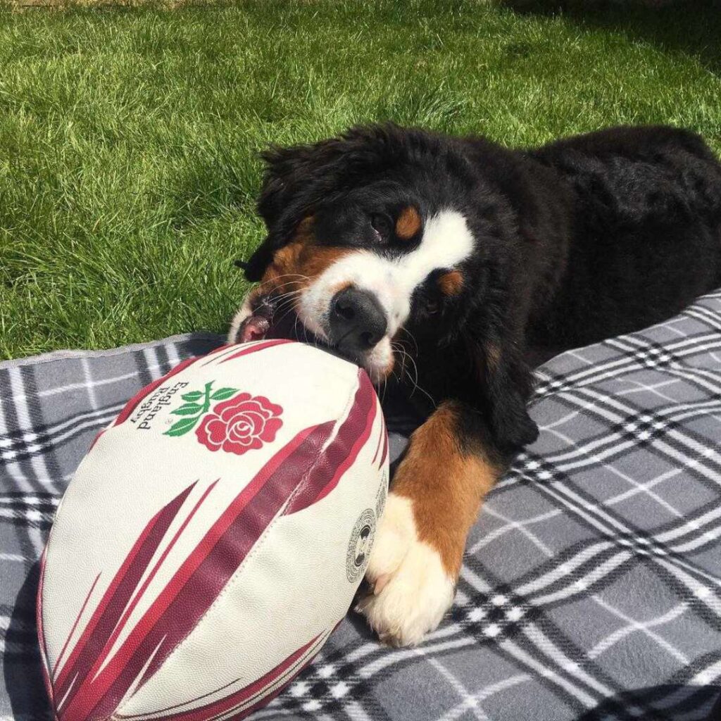 Bernese Mountain Dog lying down outside on a picnic blanket chewing on the end of a rugby ball