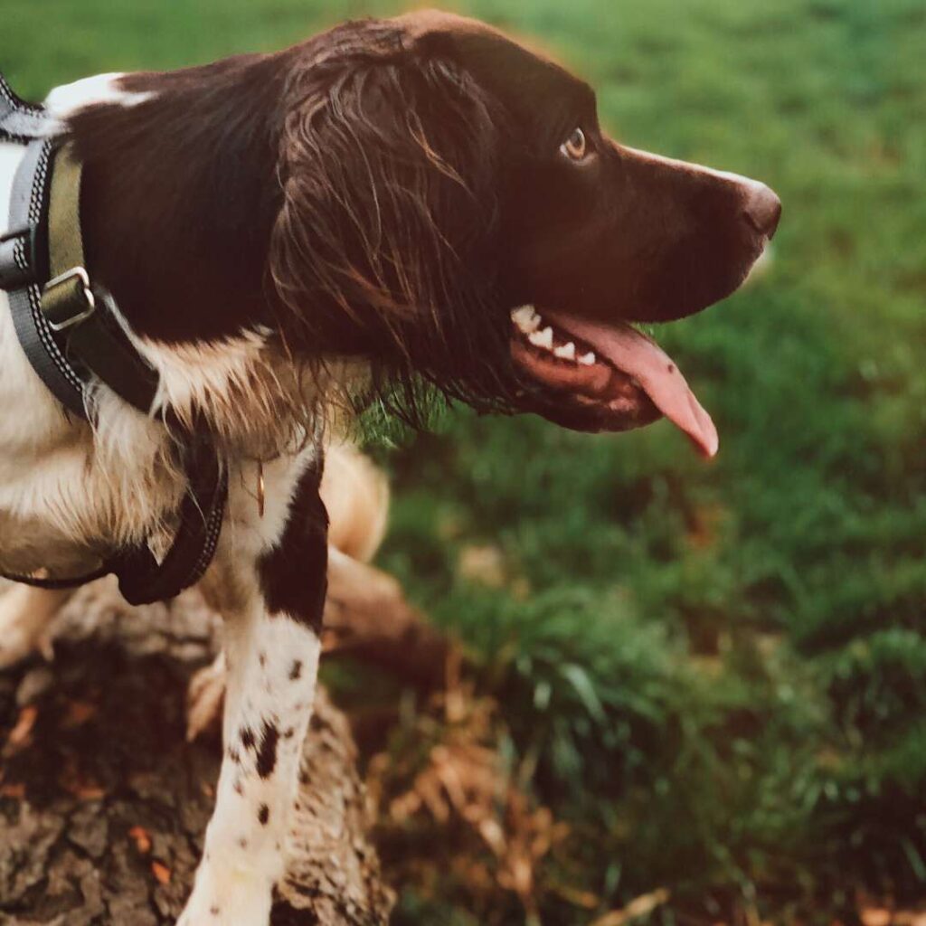 Liver and white Springer Spaniel staring intently to the right with excitement, while sat on a log