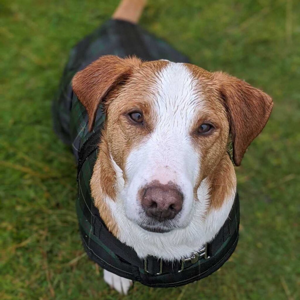 Rescue mixed breed wearing a waterproof coat out on a walk sitting looking up at the camera