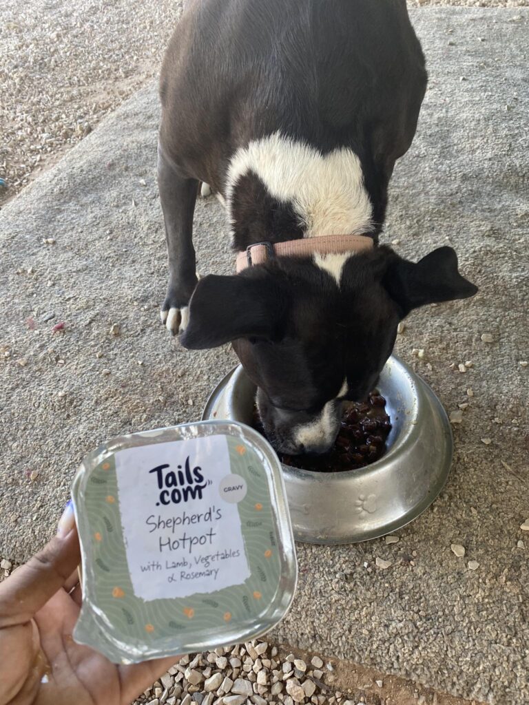 Black and white rescue dog eating donated tails.com wet food from a metal bowl