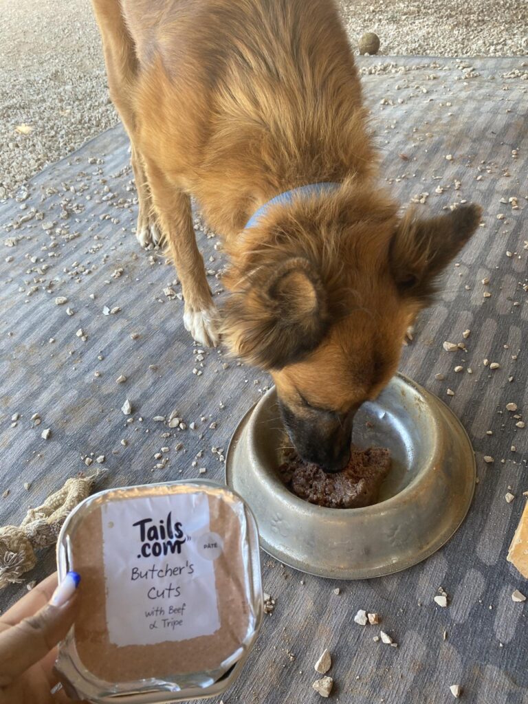 Rescue dog eating donated tails.com wet food from metal bowl