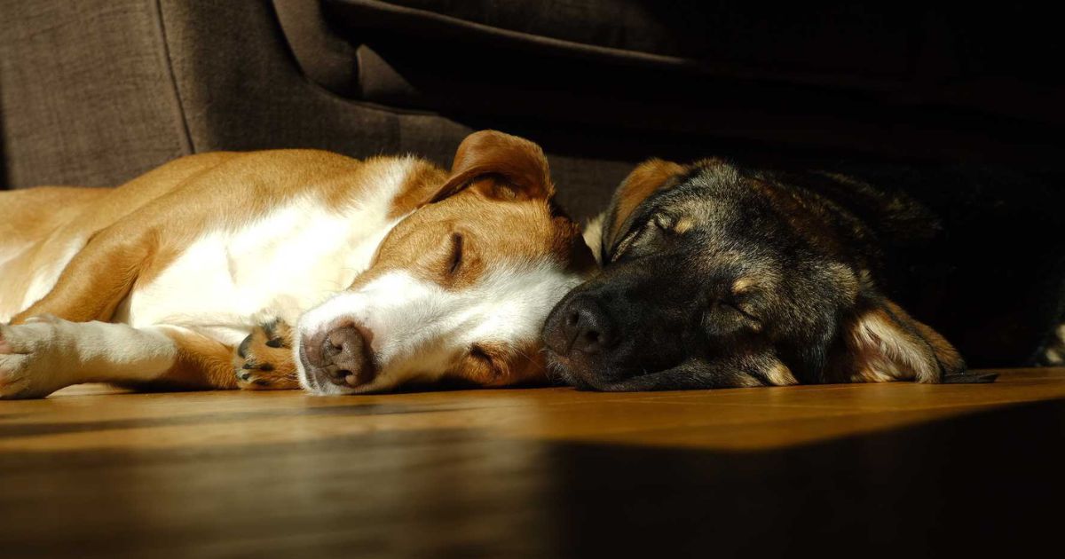 Two recue mixecd breed dogs sleeping inside on the floor side by side