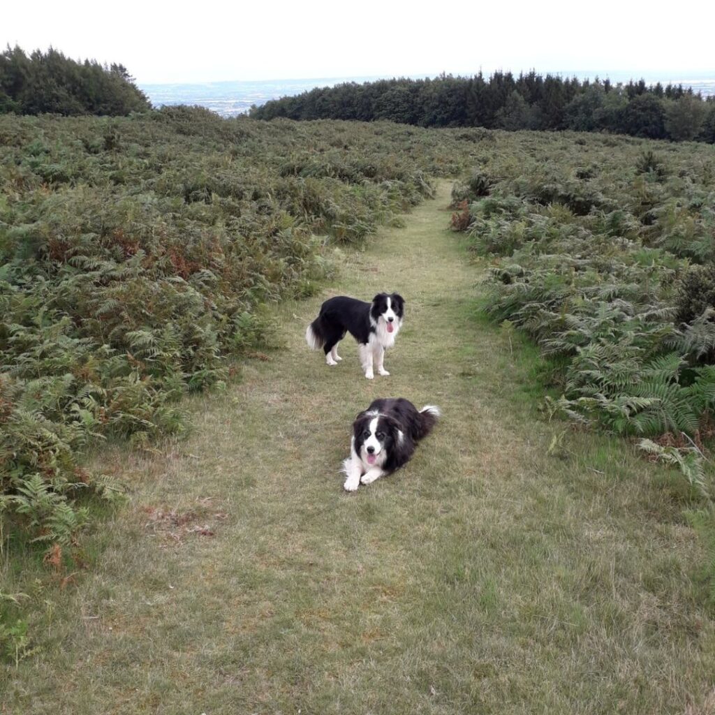Two Border Collies out on a walk in the countryside. One lying down on a grass track, the other standing behind looking towards the camera, with tall ferns either side of the path