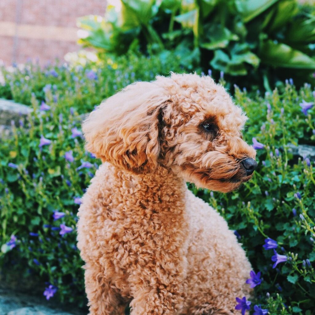 Miniature Poodle sitting in a garden in front of a flowering shrub, looking to the side