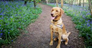 Fox red Labrador sitting in a forest on a mud track, with flowers blooming behind