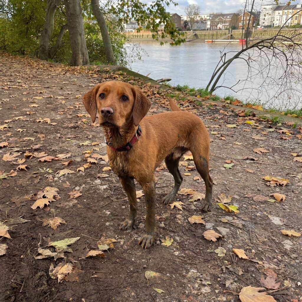 Fox red Labrador cross standing on a mud track, with thick mud covering his legs up to his body