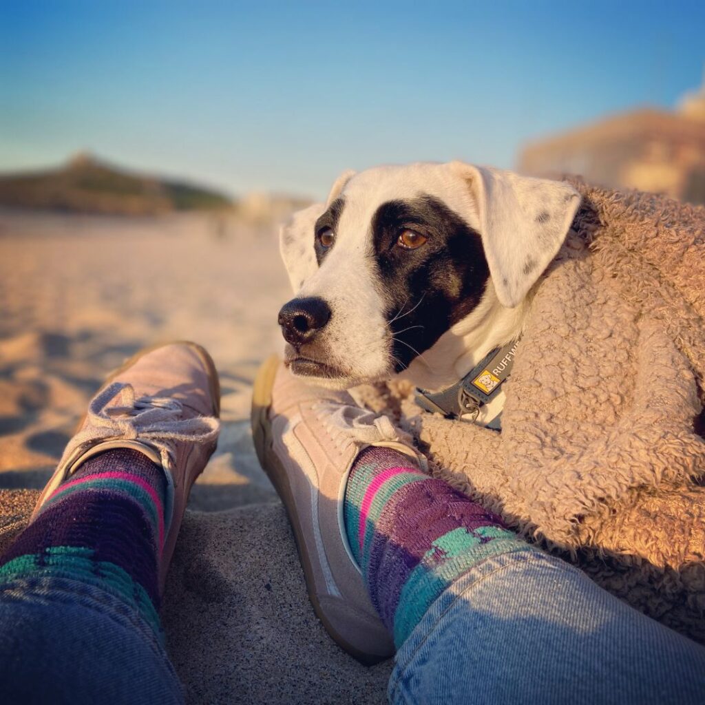 Mixed breed rescue dog, white with black patches over eyes, lying down on the beach under a blanket next to owner's feet