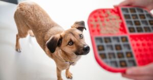 Small mixed breed rescue dog staring up at a LickiMat enrichment toy