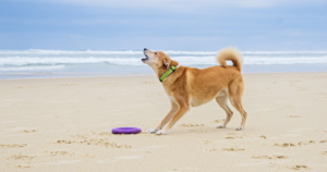 Large dog on the beach barking with purple toy on the floor in front of its feet