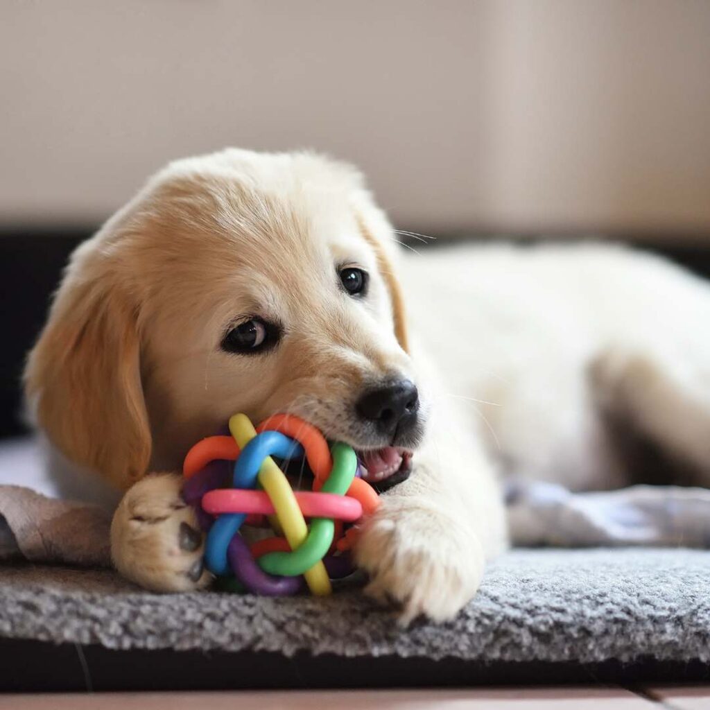 Golden Retriever puppy chewing on a multicoloured toy