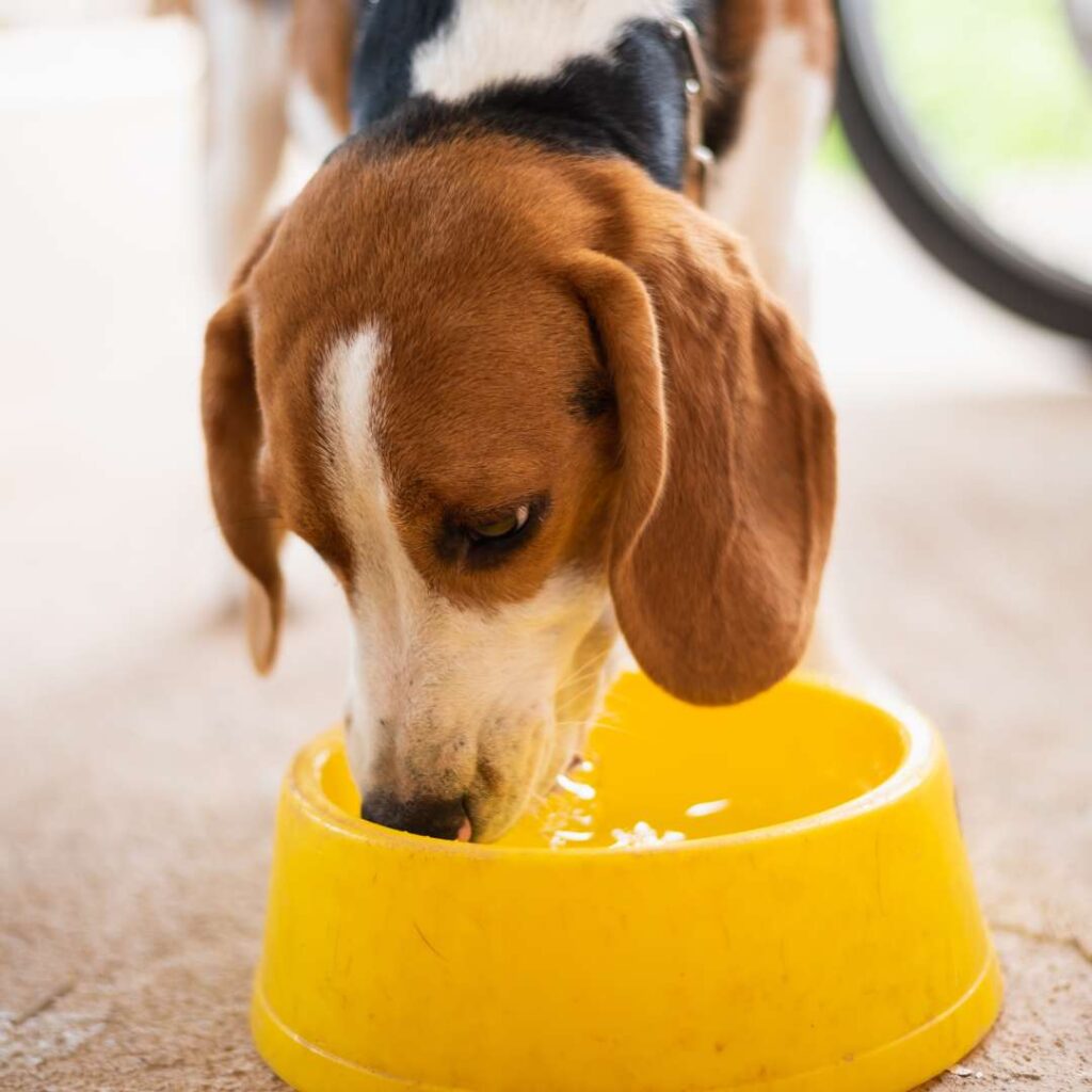 Beagle drinking water from a yellow plastic bowl
