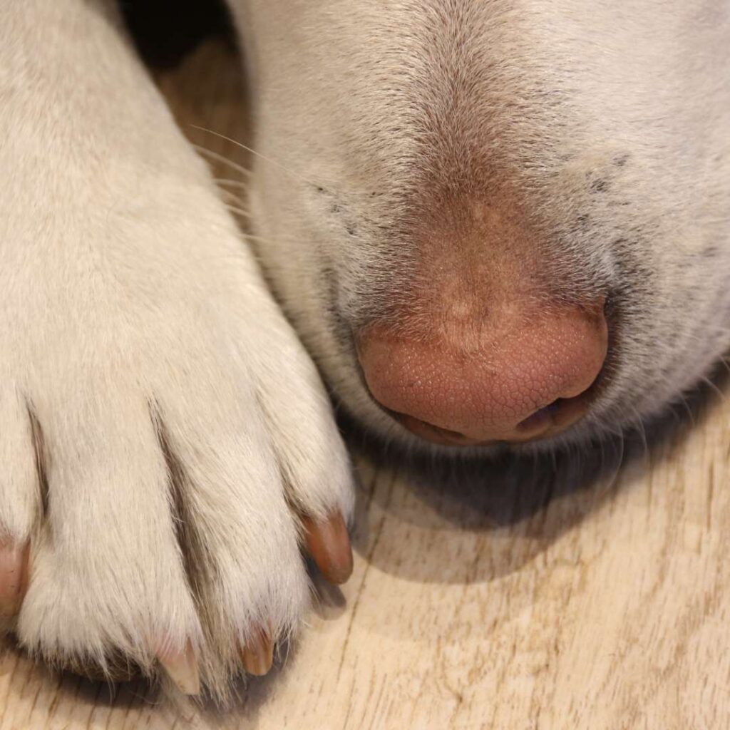 Close up of a white dog's noer and paw, lying down on wood flooring