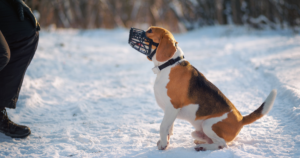 Beagle wearing a basket muzzle sitting facing owner on a snowy path