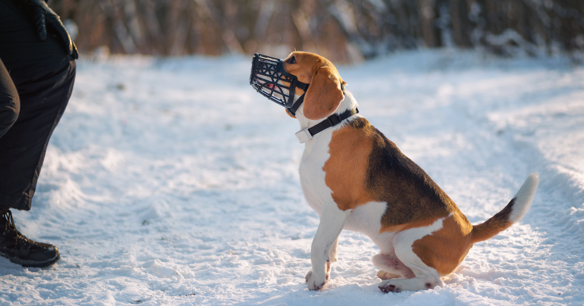 Beagle muzzle best sale