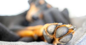 Dog sleeping on sofa out of focus in the background, close up of paw