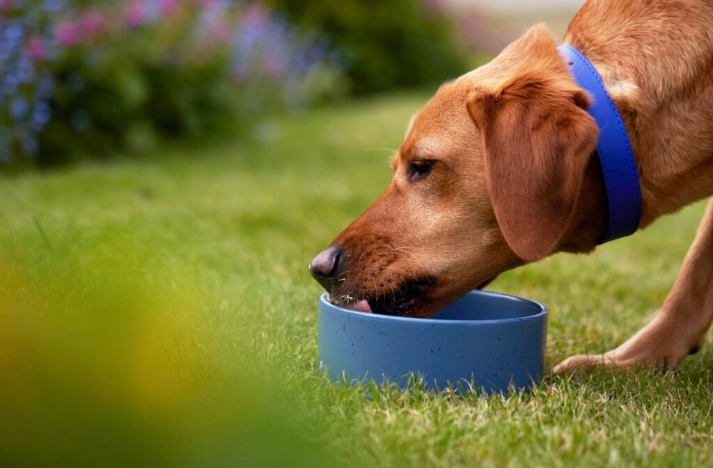 Curated visual reference: Gallery Detail: Hypoallergenic And Grain Free Dog Food What S The Difference