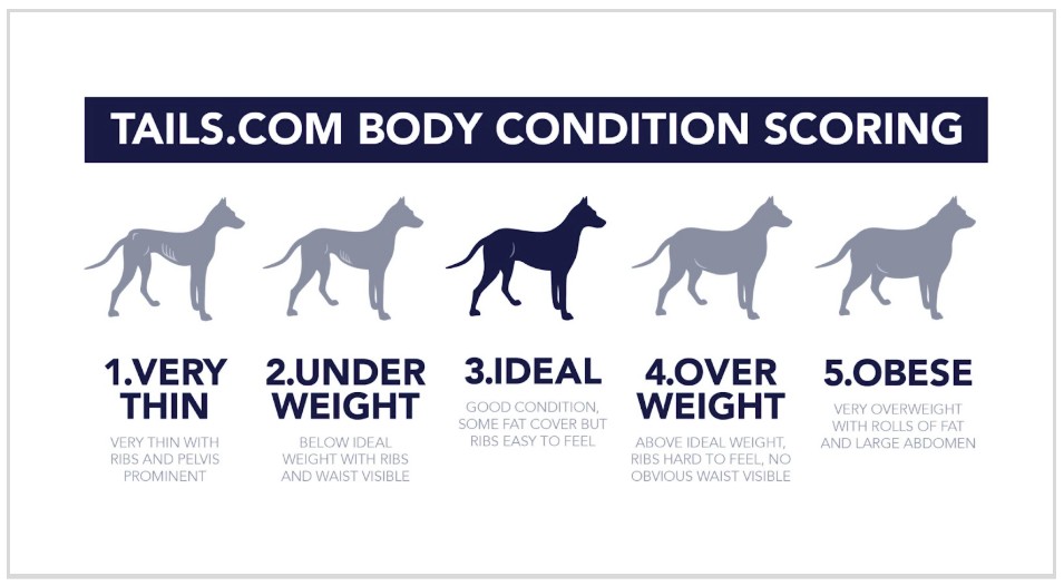 Body Condition Scoring