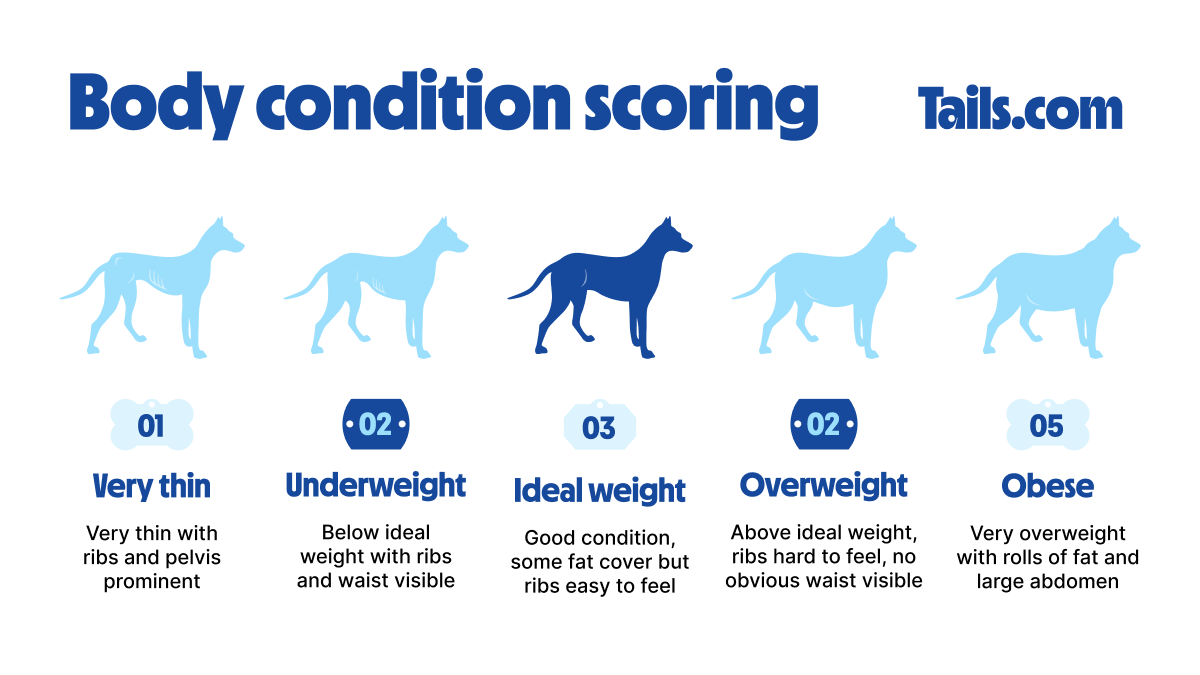 Body Condition Scoring