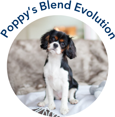 Poppy's Evolution