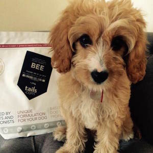 Puppy Food