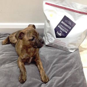 Puppy Food
