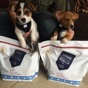 Puppy Food
