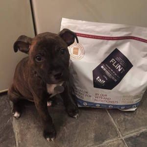 Puppy Food