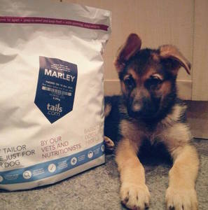 Puppy Food