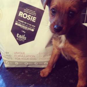 Puppy Food